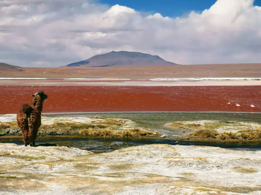 A llama standing at high altitude near a red lake with flamingos, mountains in the background and a cloudy sky, no altitude sickness here