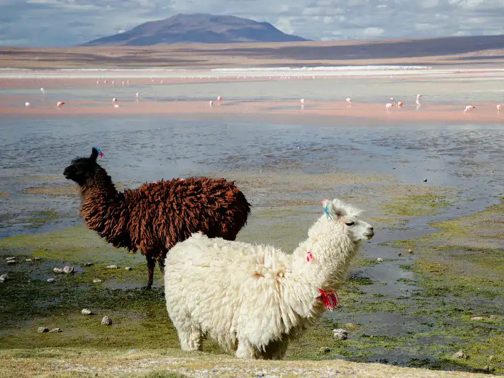 While you're busy capturing the breathtaking beauty of Bolivia's high-altitude lakes and wildlife, travel insurance works behind the scenes to protect your journey from the unexpected.