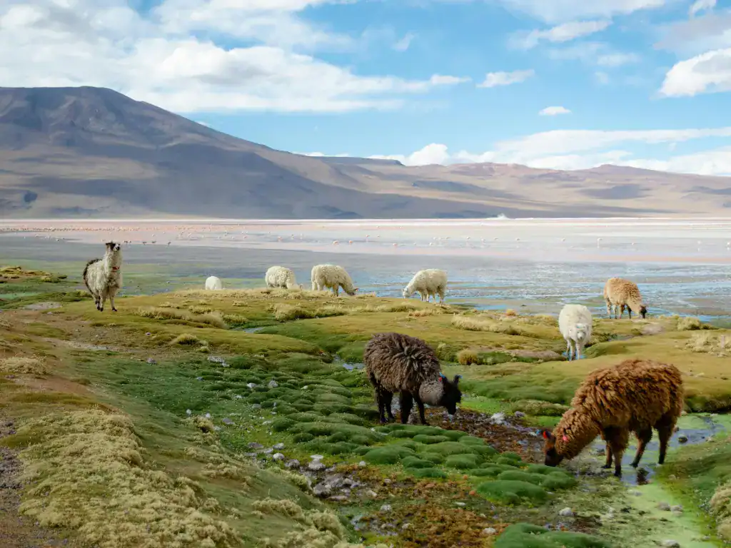 Llamas and sheep grazing in the serene landscape of Potosi, Bolivia, surrounded by mountains and natural beauty.