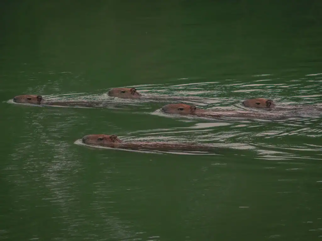 Five capybaras swimming in a river in the Amazon rainforest near Rurrenabaque, Bolivia