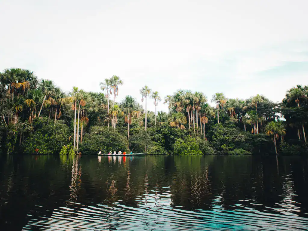 Boat tour on a river in the region of Rurrenabaque Bolivia surrounded by green tall plants