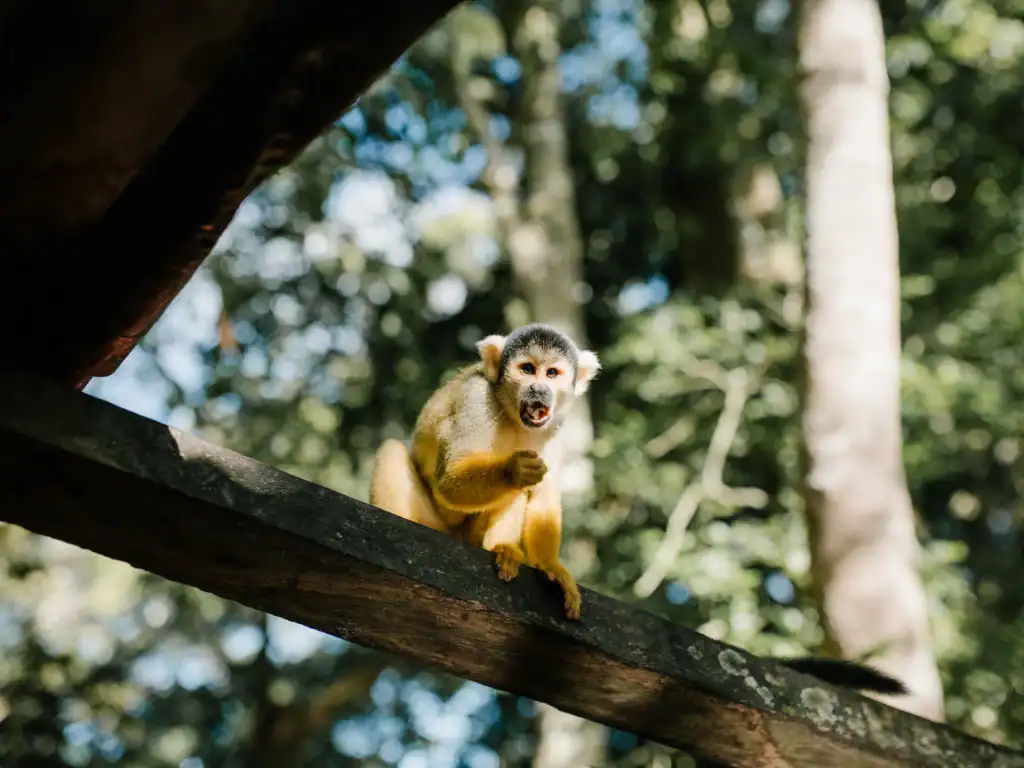 A squirrel monkey perched on a branch in the Amazon rainforest near Rurrenabaque, Bolivia