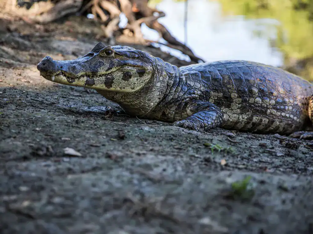 A caiman resting on the riverbank in the Amazon rainforest near Rurrenabaque in Bolivia